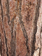 wood bark texture background