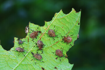 stinkbug on plant leaves in nature, North China Plain
