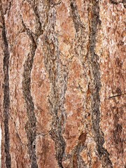 wood bark texture background