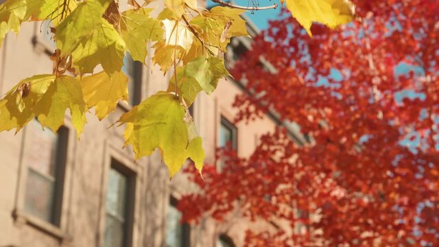alt yellow and orange leaves flutter in front of a block of Brooklyn brownstones in the fall