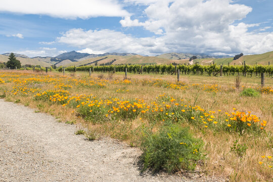 New Zealand vineyards landscape with wildflowers and copy space