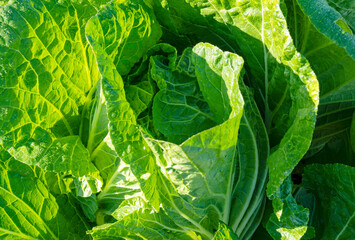 Close-up of Chinese cabbage in a field