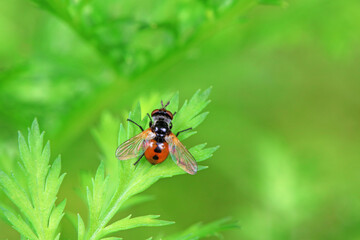 Flies on plants in the nature, North China Plain