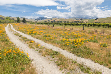 dirt road across wildflower meadow with vineyards in background landscape
