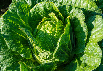 Close-up of Chinese cabbage in a field