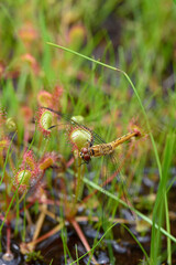 トンボを捕まえたモウセンゴケの葉