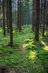 Obraz premium Small mossy pathway in the woods