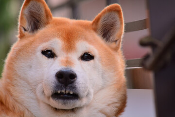 見つめる柴犬