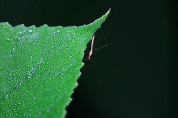 stinkbug on plant leaves in nature, North China Plain