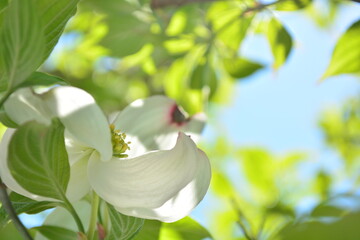 木漏れ日と白いハナミズキ