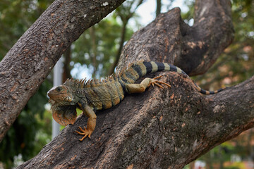 Iguana walking on a tree