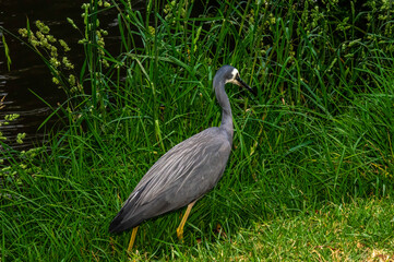 Heron In Reeds Close