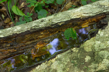 SONY DSC
forest of Tohoku in Japan
