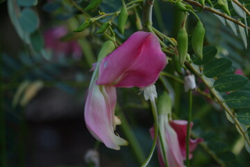 close up image of Pink Turi (Sesbania grandiflora) flower is eaten as a vegetable and medicine. The leaves are regular and rounded. The fruit is like flat green beans, long, and thin, out of focus