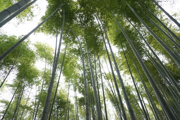 Fototapeta na wymiar Backround Bamboo Forest Arashiyama Japan