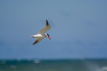 Caspian Tern in Flight