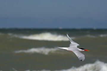 Caspian Tern in Flight
