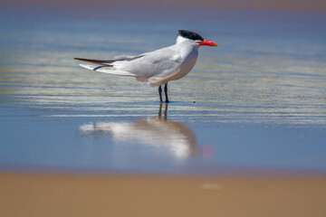 Caspian Tern