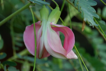 Obraz premium close up image of Pink Turi (Sesbania grandiflora) flower is eaten as a vegetable and medicine. The leaves are regular and rounded. The fruit is like flat green beans, long, and thin, out of focus