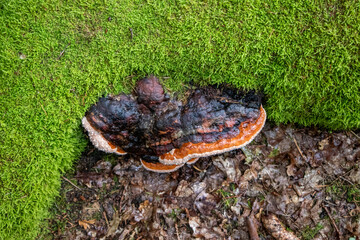 Fomitopsis pinicola (Red-banded polypore) growing in the woods