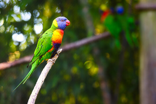 A colorful lorikeet perched on a branch in a zoo exhibit.