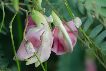 close up image of Pink Turi (Sesbania grandiflora) flower is eaten as a vegetable and medicine. The leaves are regular and rounded. The fruit is like flat green beans, long, and thin, out of focus