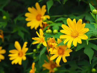 Yellow Tree Marigold or Maxican Sunflower and green leaves.
