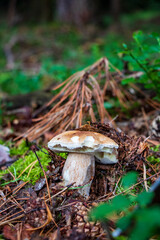 Boletus edulis (king bolete) mushroom growing in the woods