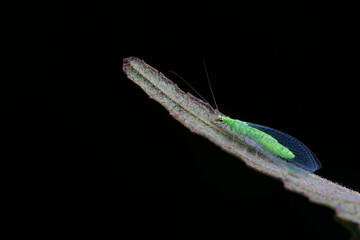Chrysopa megacephala on green leaf