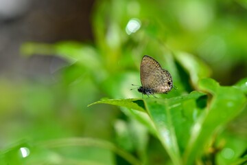 Butterfly larvae from the Taiwan ( Prosotas nora formosana) Rippled gray butterfly. 