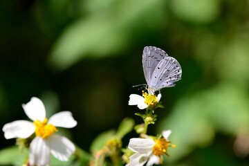 Butterfly from the Taiwan (Celastrina lavendularis himilco) Puli glass small gray butterfly in water