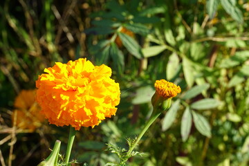 マリーゴールド