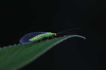 Chrysopa megacephala on green leaf