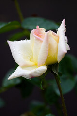 yellow rose with water droplets