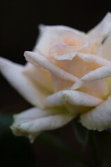 Fototapeta na wymiar white rose close up