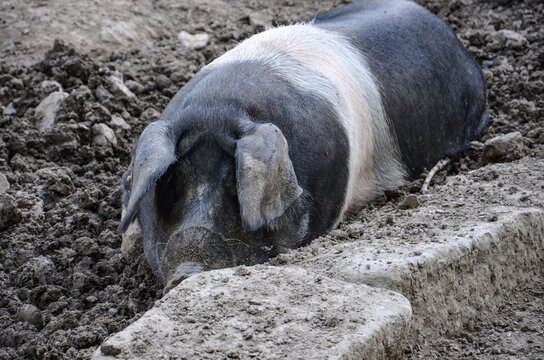 High Angle View Of Pig Sleeping On Land