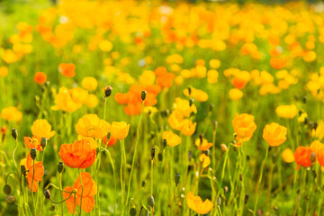 日本　鹿児島県鹿屋市の霧島ヶ丘公園
