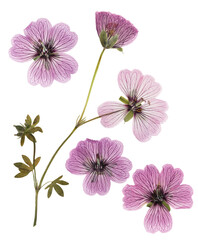 Pressed and dried pink delicate transparent flowers geranium (pelargonium), isolated on white...