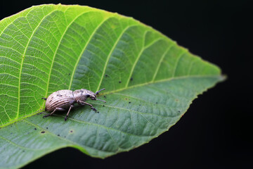 Weevil on green leaves, North China Plain