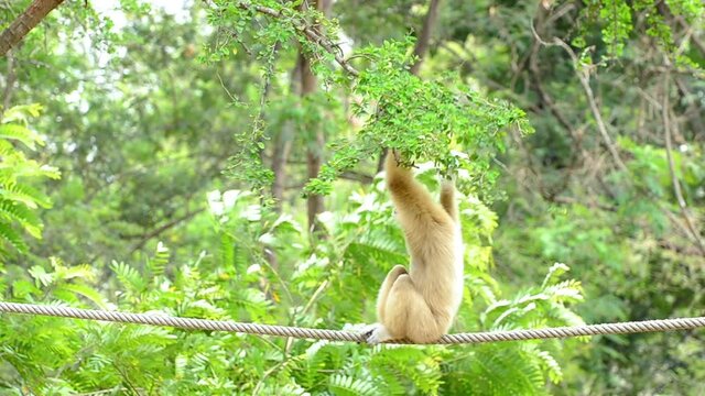 Lar gibbon, Hylobates lar sitting on rope in forest.