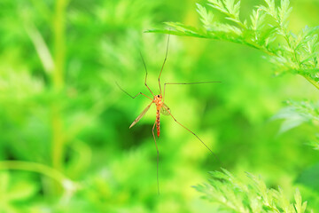 Big mosquito lives on weeds