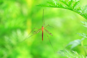 Big mosquito lives on weeds