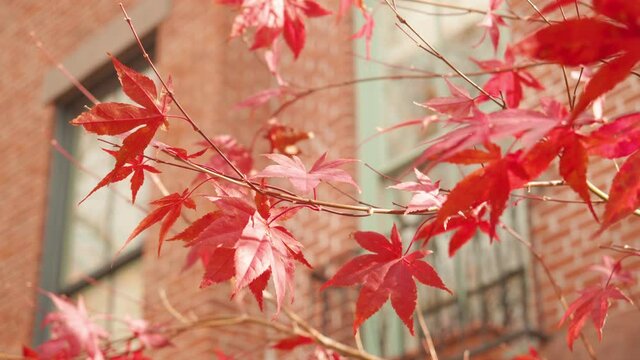 red leaves flutter in front of a of a brownstone house in Brooklyn