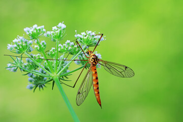 Big mosquito lives on weeds