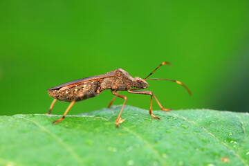 stinkbug on plant leaves in nature, North China Plain