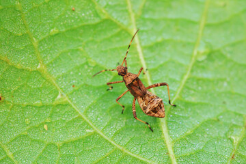 stinkbug on plant leaves in nature, North China Plain