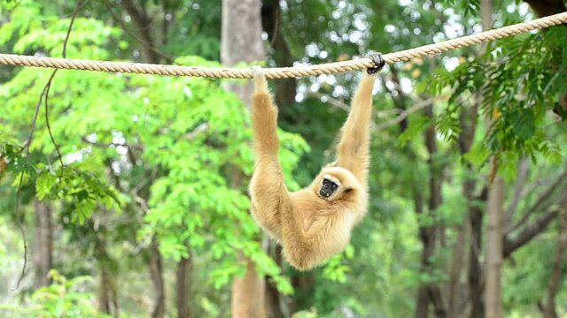 White gibbon cute monkey holding and hanging on rope.
