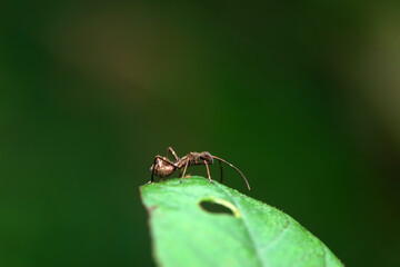 stinkbug on plant leaves in nature, North China Plain