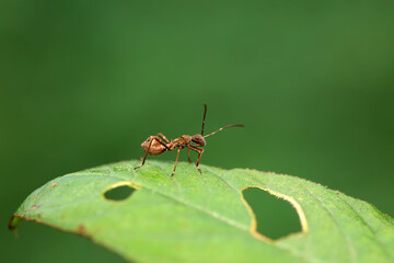 stinkbug on plant leaves in nature, North China Plain