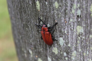 Coraliomela brunnea (Barata-do-coqueiro, Falsa-barata-das-palmeiras, falsa-barata-do-coqueiro) . Brazilian beetle, palm pest.